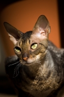 Picture of Cornish Rex