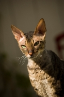 Picture of Cornish Rex