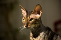 Picture of Cornish Rex