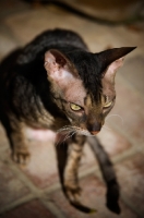 Picture of Cornish Rex