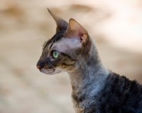 Picture of Cornish Rex