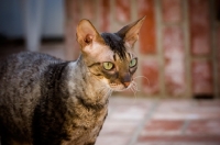 Picture of Cornish Rex