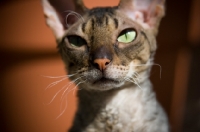 Picture of Cornish Rex