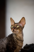 Picture of Cornish Rex