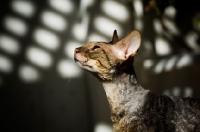 Picture of Cornish Rex