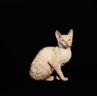 Picture of cornish si-rex cat posing