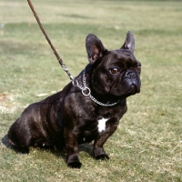 Picture of correct use of choke chain on french bulldog
