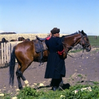 Picture of Cossack with Kabardine horse