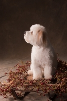 Picture of Coton de Tulear decorations