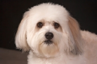 Picture of Coton de Tulear head study