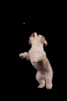 Picture of Coton de Tulear jumping to catch treat