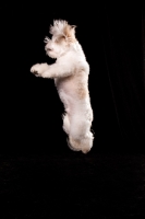 Picture of Coton de Tulear jumping up