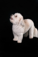 Picture of Coton de Tulear on black background