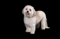 Picture of Coton de Tulear on black background