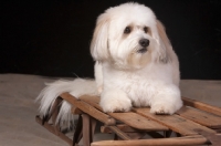 Picture of Coton de Tulear on sleigh