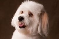 Picture of Coton de Tulear portrait