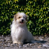 Picture of coton de tulear sitting on a path