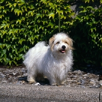 Picture of coton de tulear standing on a path