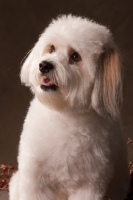 Picture of Coton de Tulear