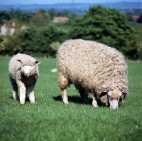Picture of cotswold ewe and lamb in a field
