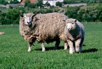 Picture of cotswold ewe and lamb