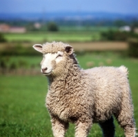 Picture of cotswold lamb