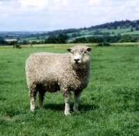 Picture of cotswold ram standing in a field
