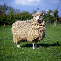 Picture of cotswold sheep looking proud