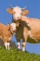 Picture of Cow and calf in Switzerland