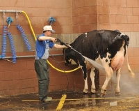 Picture of cow being washed for the show ring