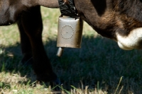 Picture of cow carrying a bell