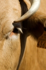 Picture of cow, close-up