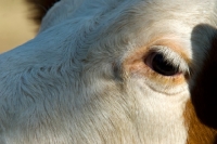 Picture of cow, eye close-up