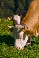 Picture of cow grazing with calf looking over shoulder