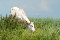 Picture of cow in holland