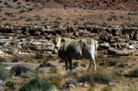 Picture of cow in south west usa