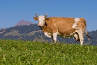 Picture of cow in the alpine mountains