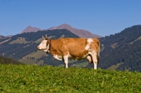 Picture of cow in the alps, side view