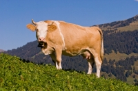 Picture of cow in the alps