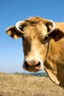 Picture of cow looking at camera