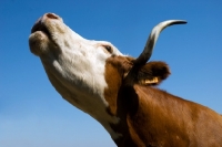 Picture of cow mooing