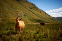 Picture of cow near hills