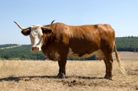 Picture of cow side view