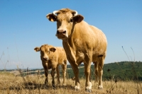 Picture of cow standing in a field with her calf