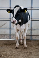 Picture of cow standing in stable