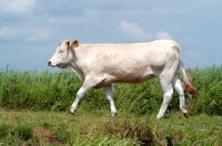 Picture of cow walking in holland