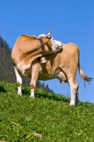 Picture of cow wearing bell
