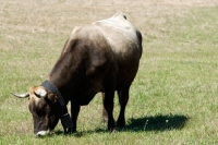Picture of cow with bell grazing in a field