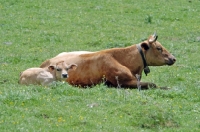 Picture of cow with calf