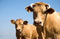 Picture of cow with calf